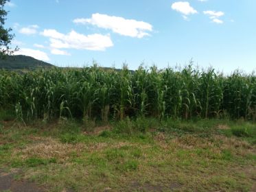 Terreno para Venda